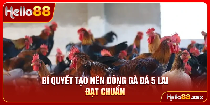 Bí quyết tạo nên dòng gà đá 5 lai đạt chuẩn