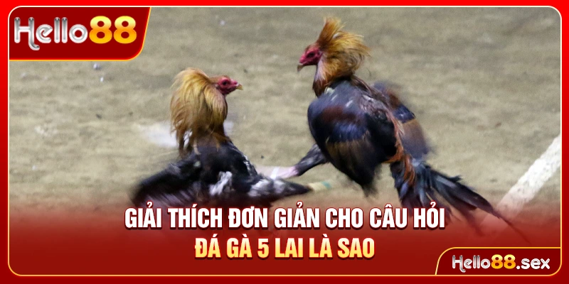 Giải thích đơn giản cho câu hỏi đá gà 5 lai là sao